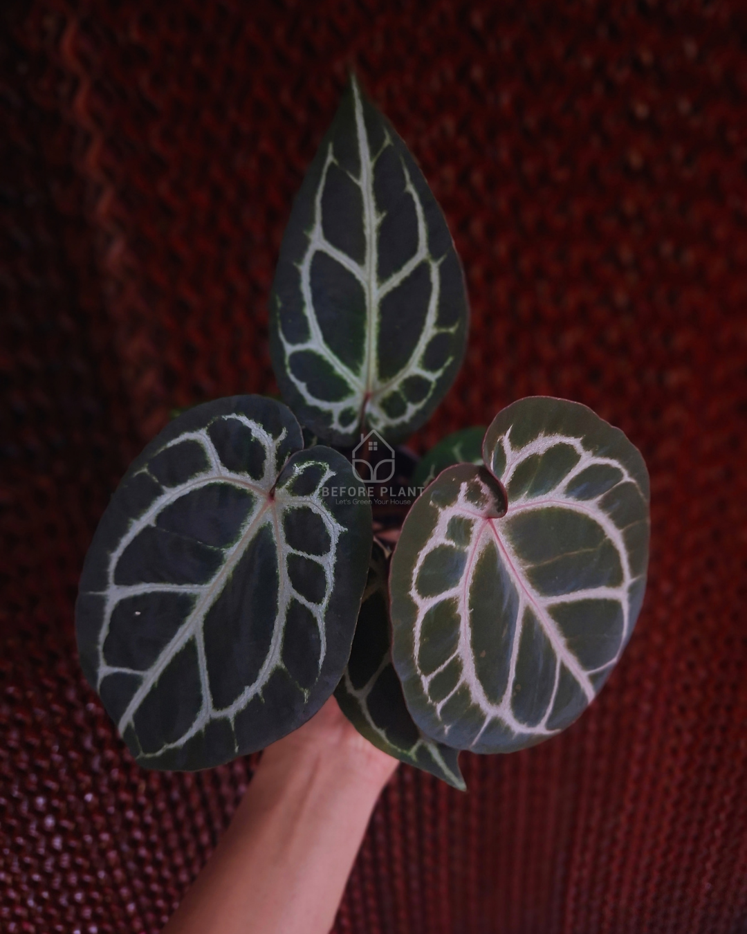 Anthurium Michelle x Silver Blush KOS ( Standard Form )
