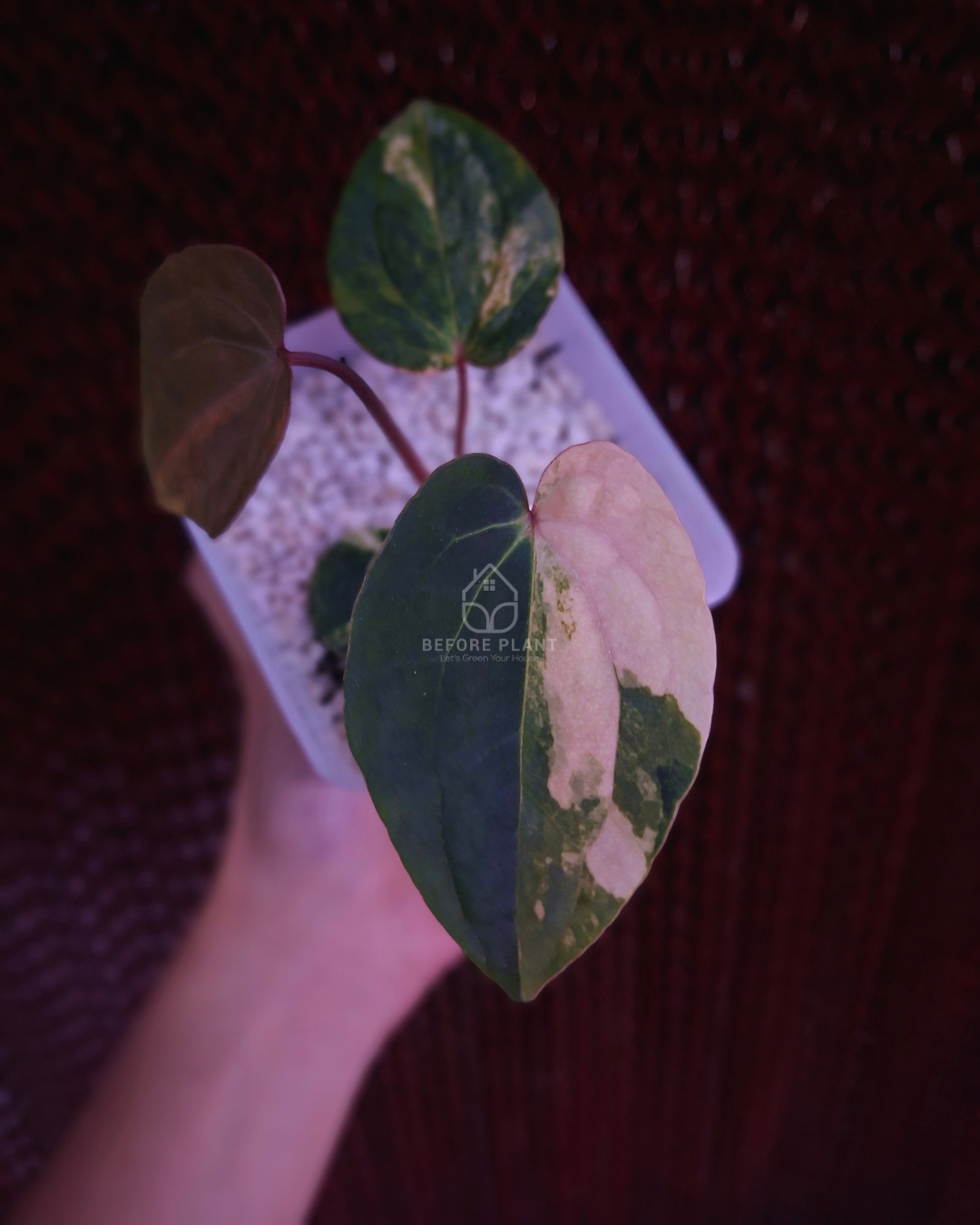 Anthurium Papi Variegated x AOS Tezula