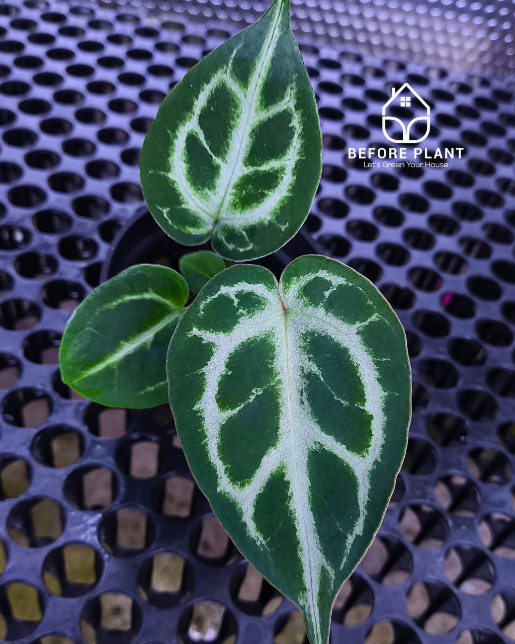 Anthurium Fort Sherman x Michelle Pink