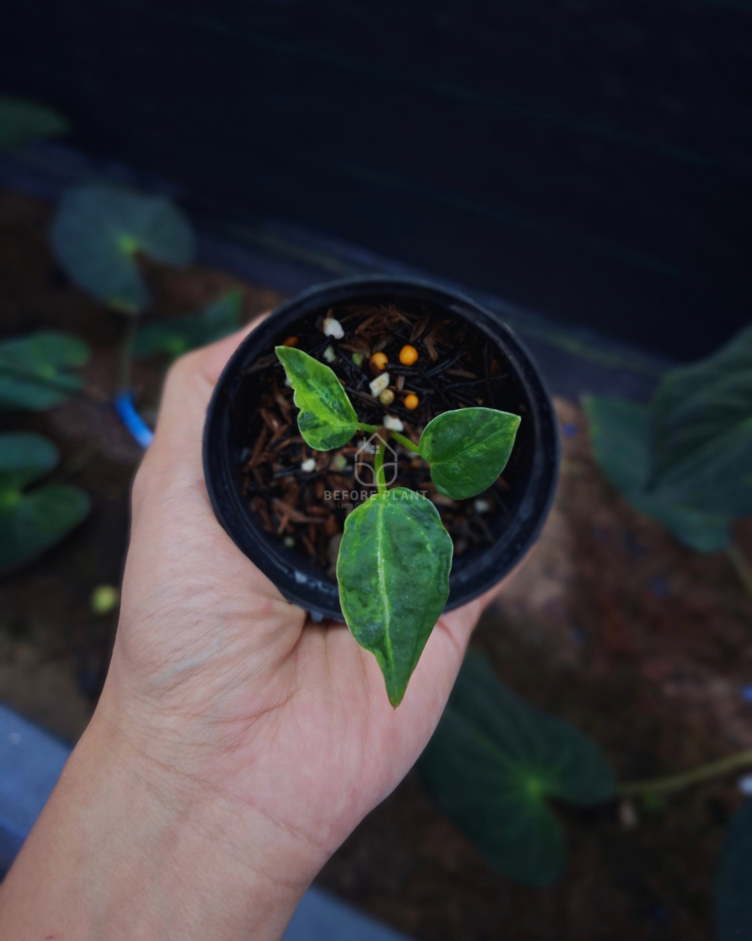 Anthurium Forgetii Blister x Michelle Variegated
