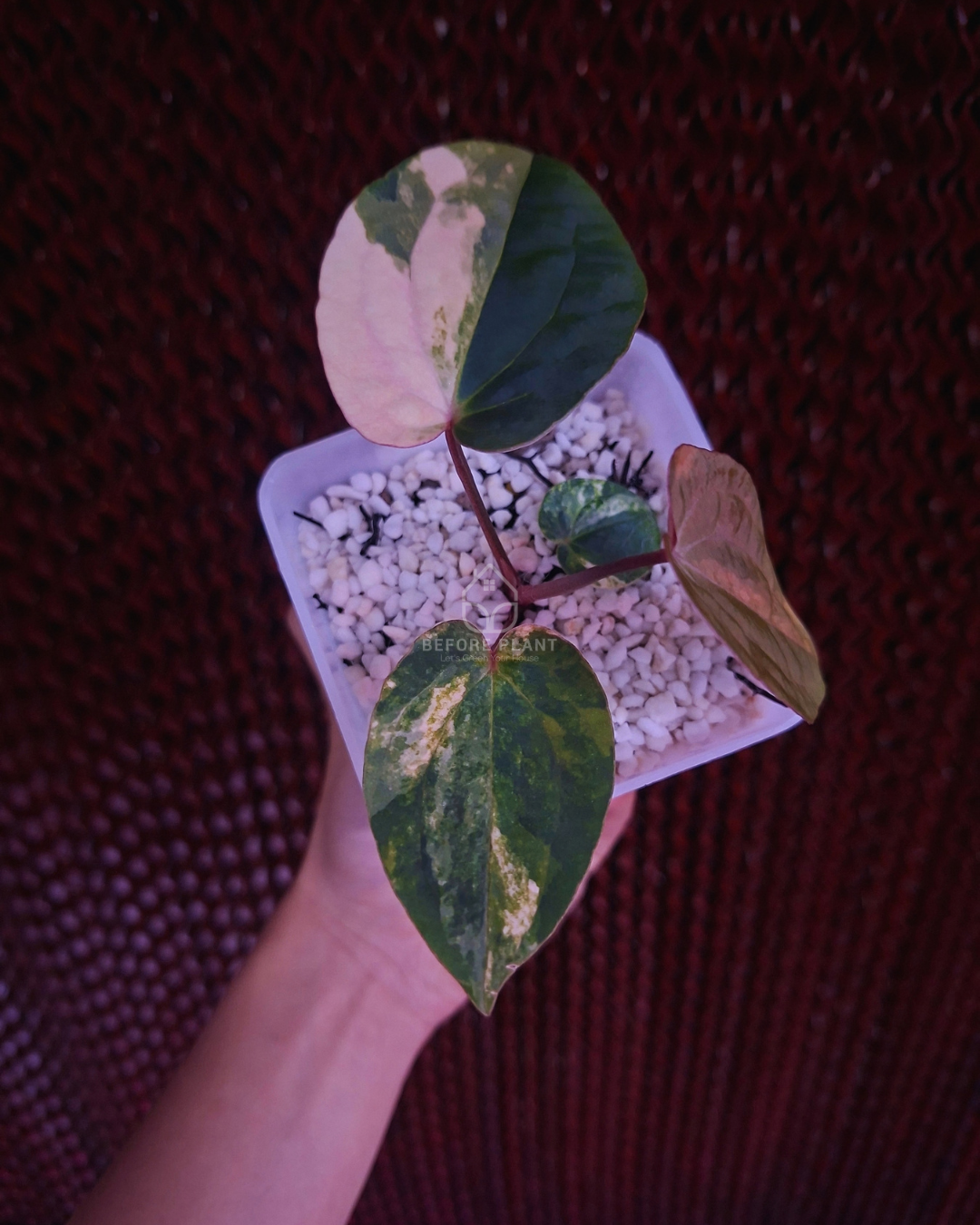 Anthurium Papi Variegated x AOS Tezula