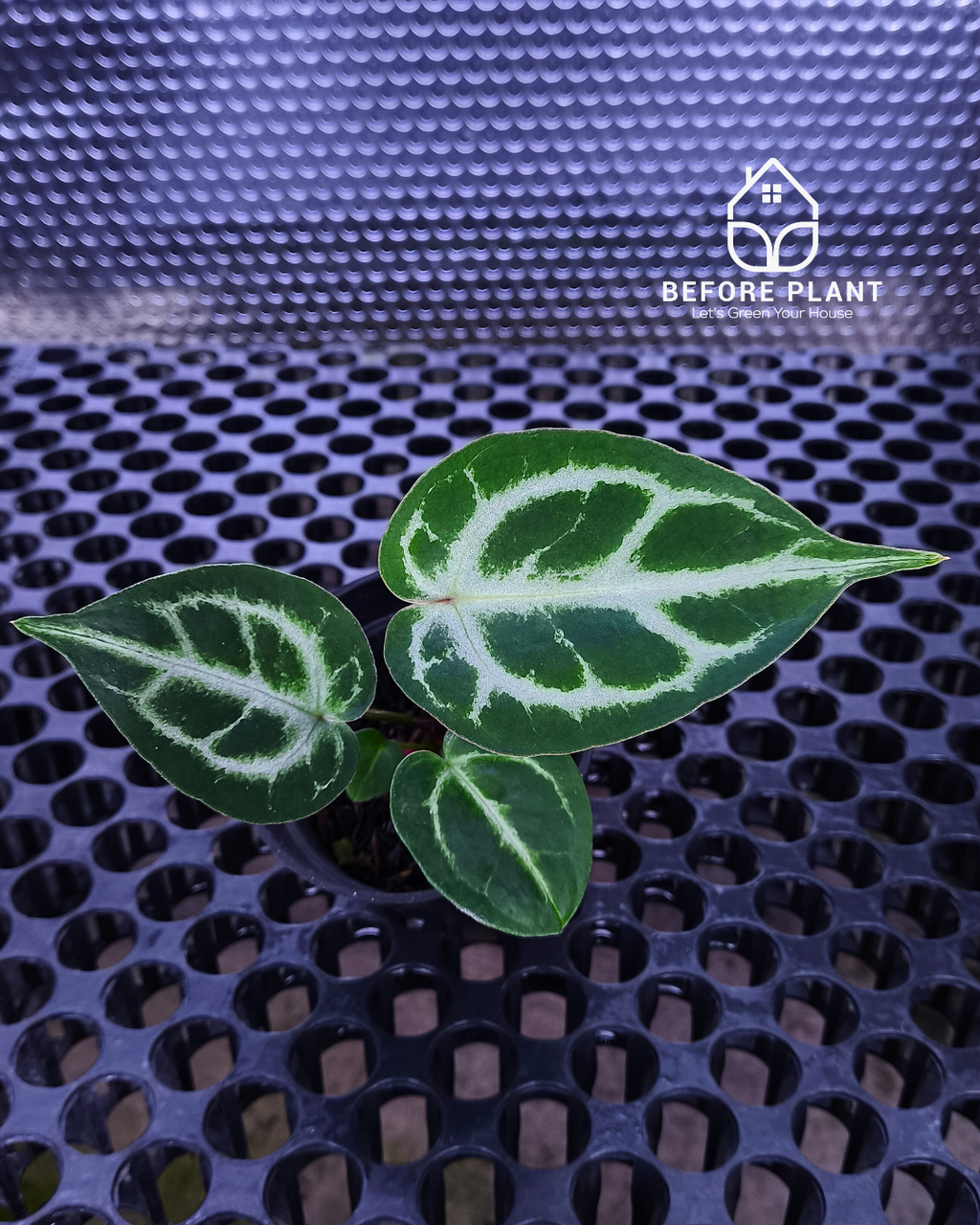 Anthurium Fort Sherman x Michelle Pink