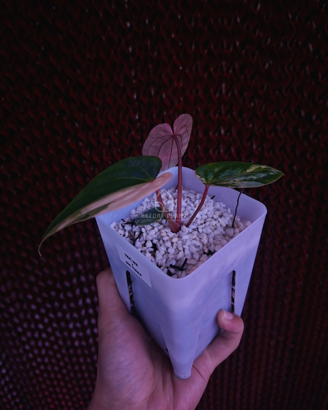 Anthurium Papi Variegated x AOS Tezula