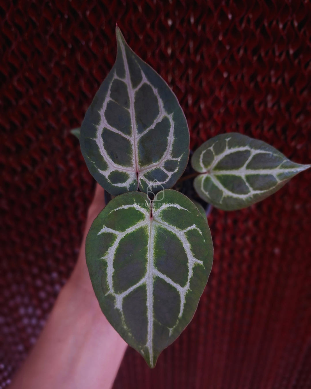 Anthurium Michelle x Silver Blush KOS ( Standard Form )