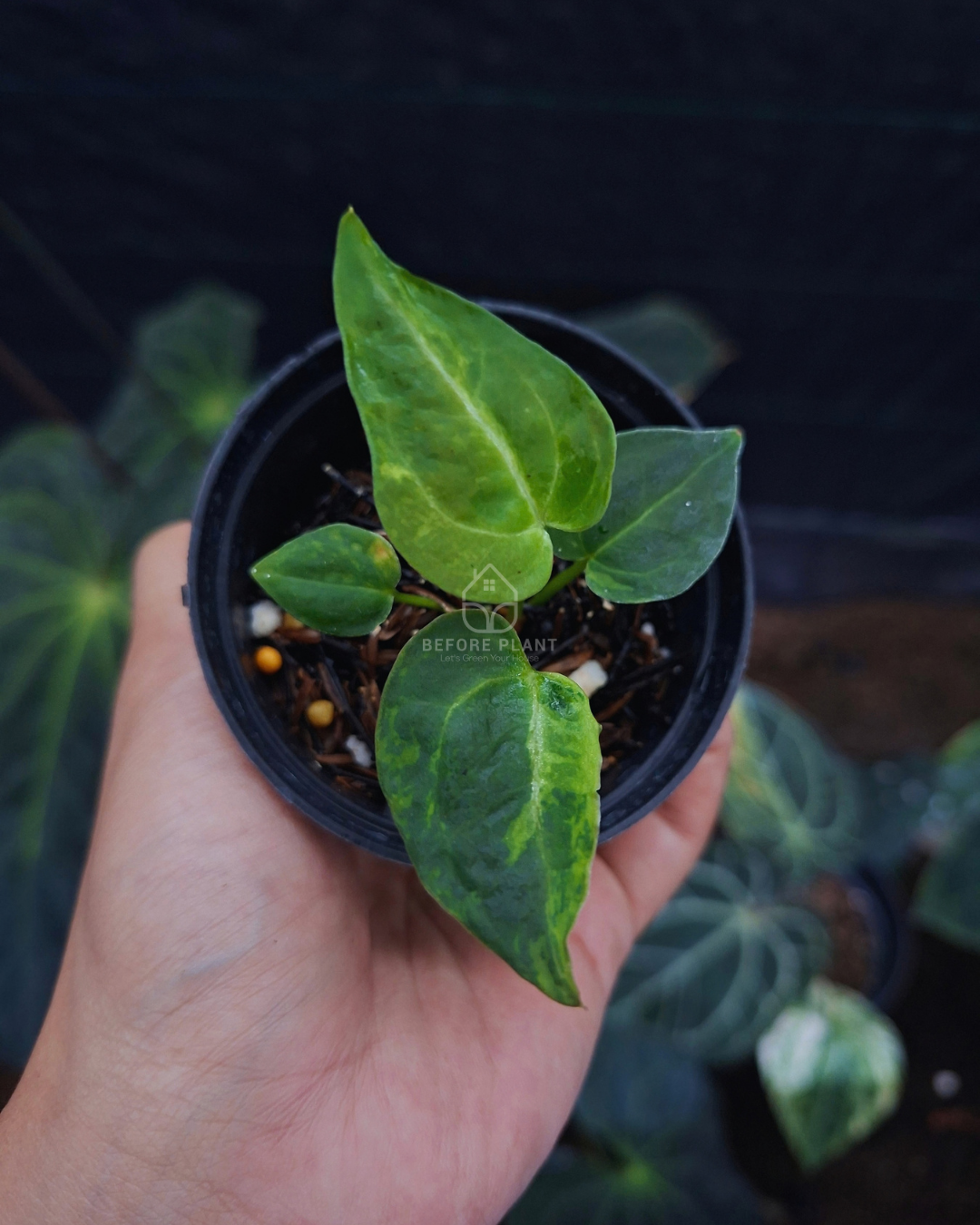 Anthurium Forgetii Blister x Michelle Variegated