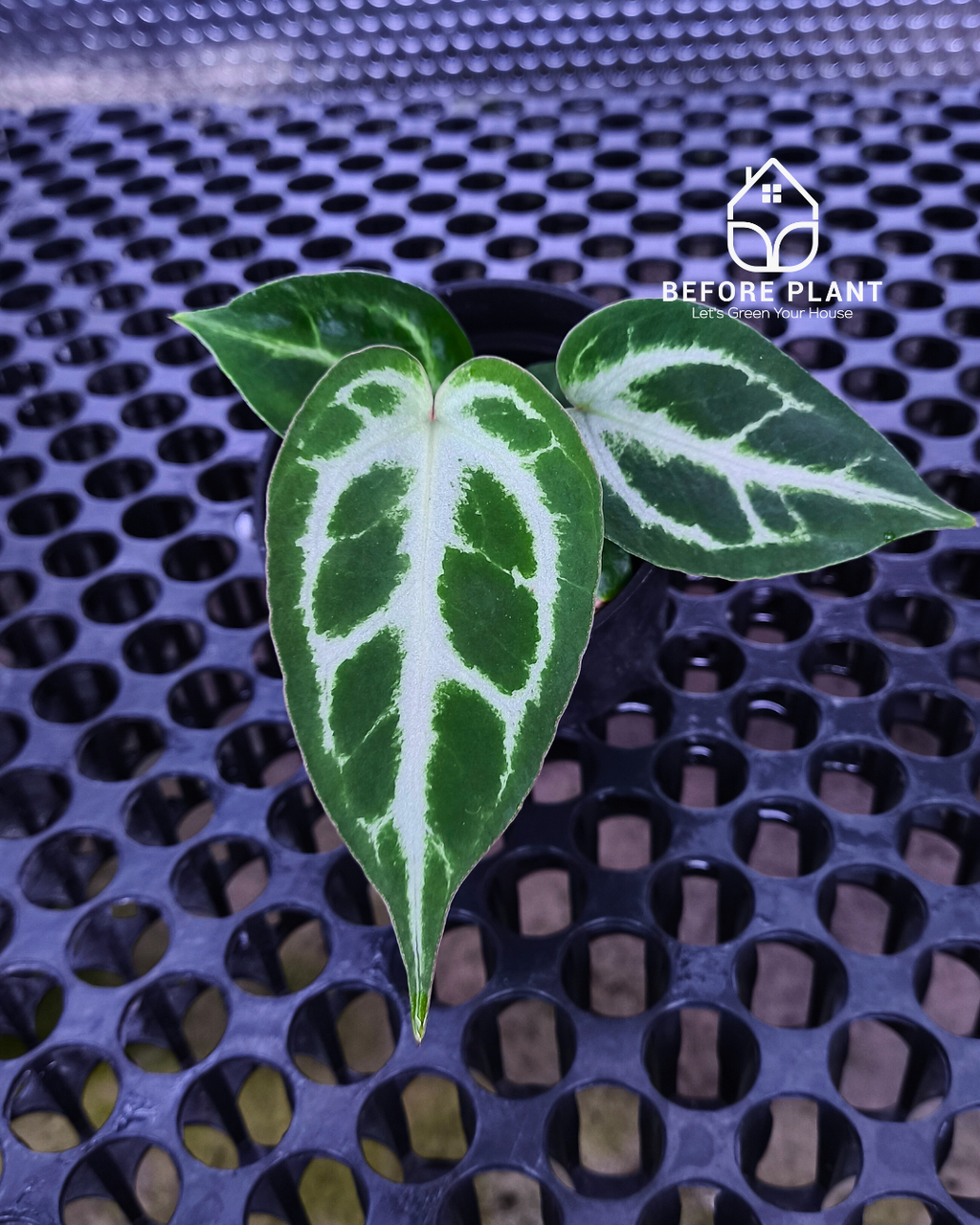 Anthurium Fort Sherman x Michelle Pink