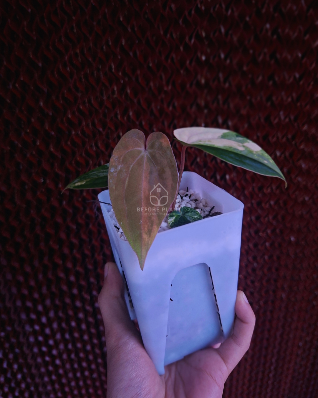 Anthurium Papi Variegated x AOS Tezula