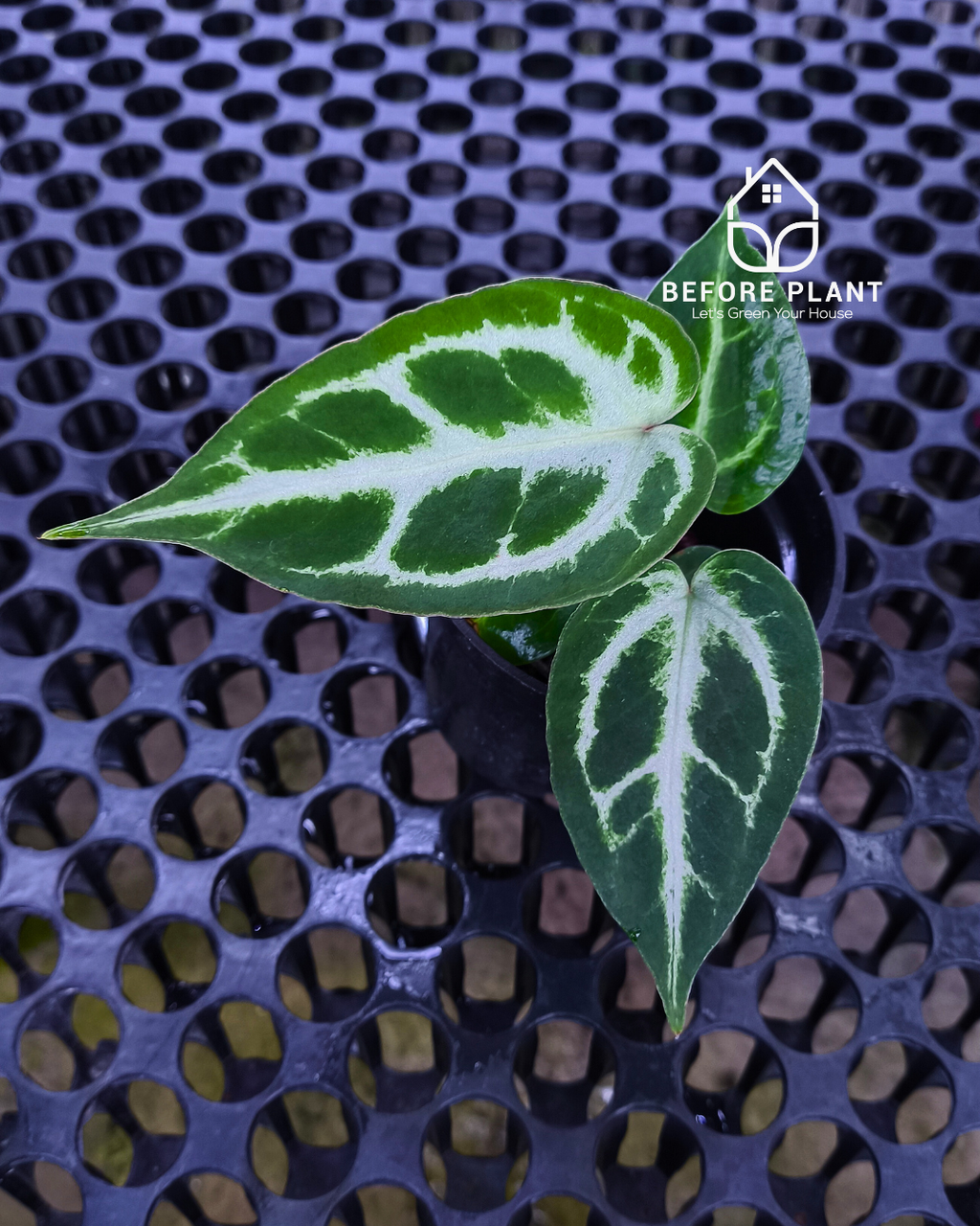 Anthurium Fort Sherman x Michelle Pink