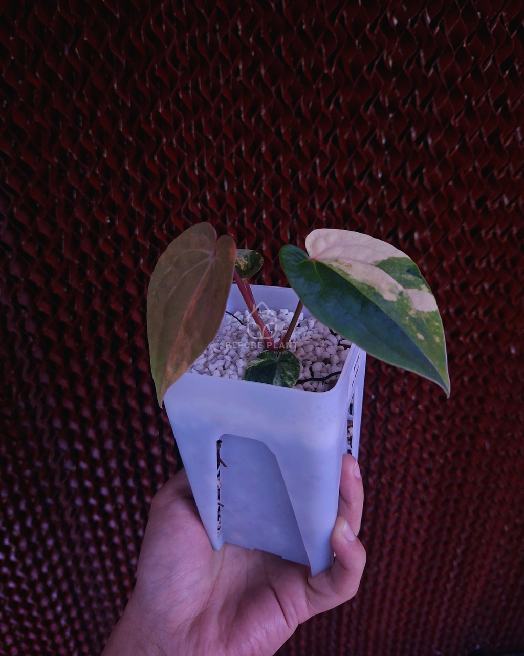 Anthurium Papi Variegated x AOS Tezula