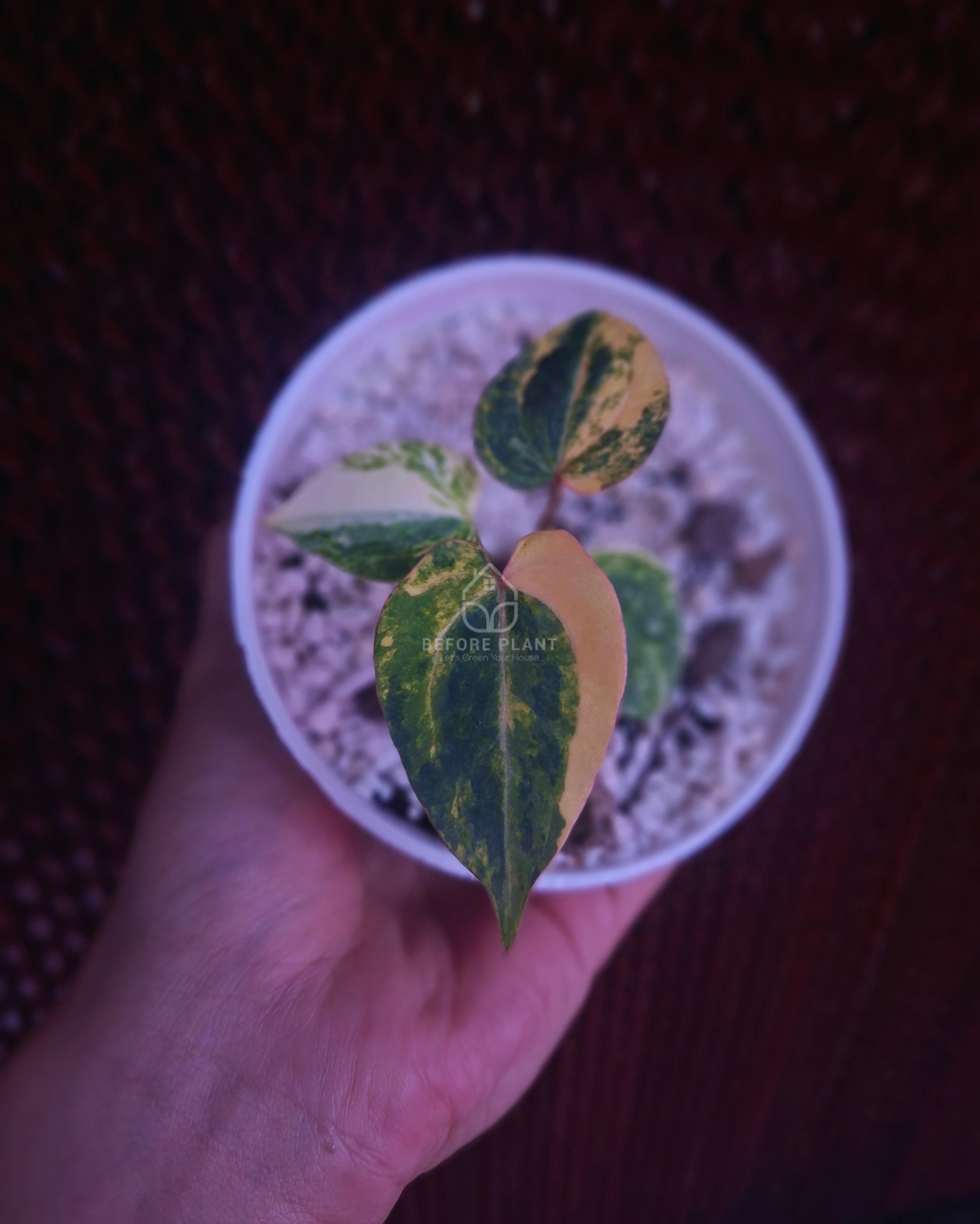 Anthurium Black Venom x RVC Michelle ( Variegated Form )