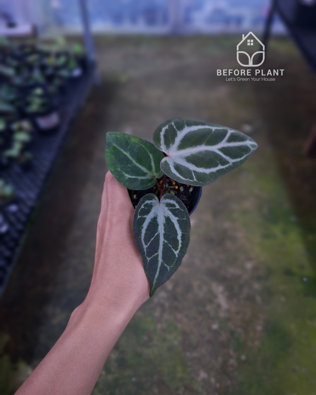 Anthurium Indigo x Silver Butterfly