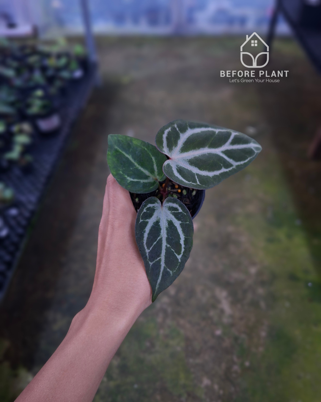 Anthurium Indigo x Silver Butterfly