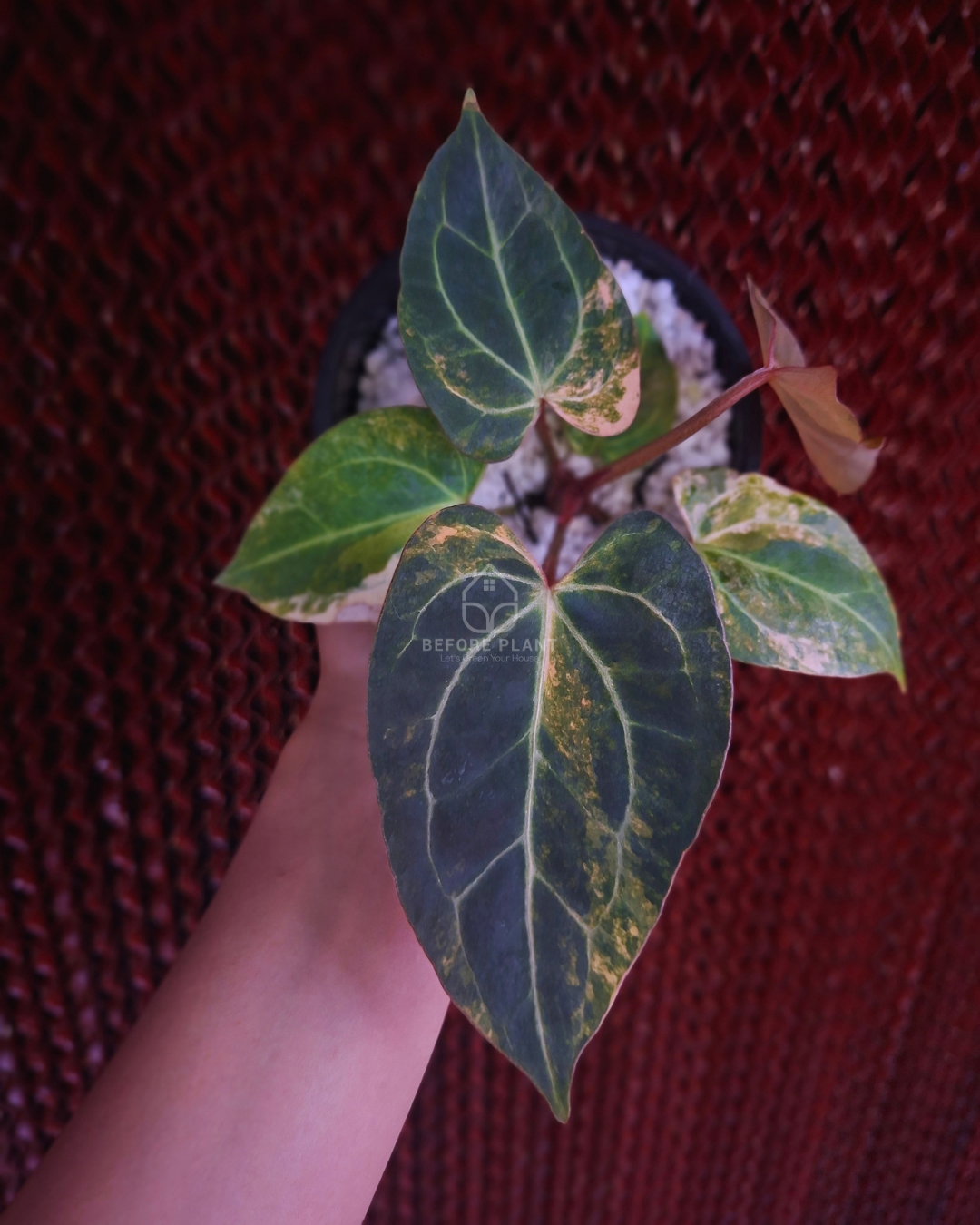 Anthurium Black Venom x Angela Black Widow ( Variegated Form )