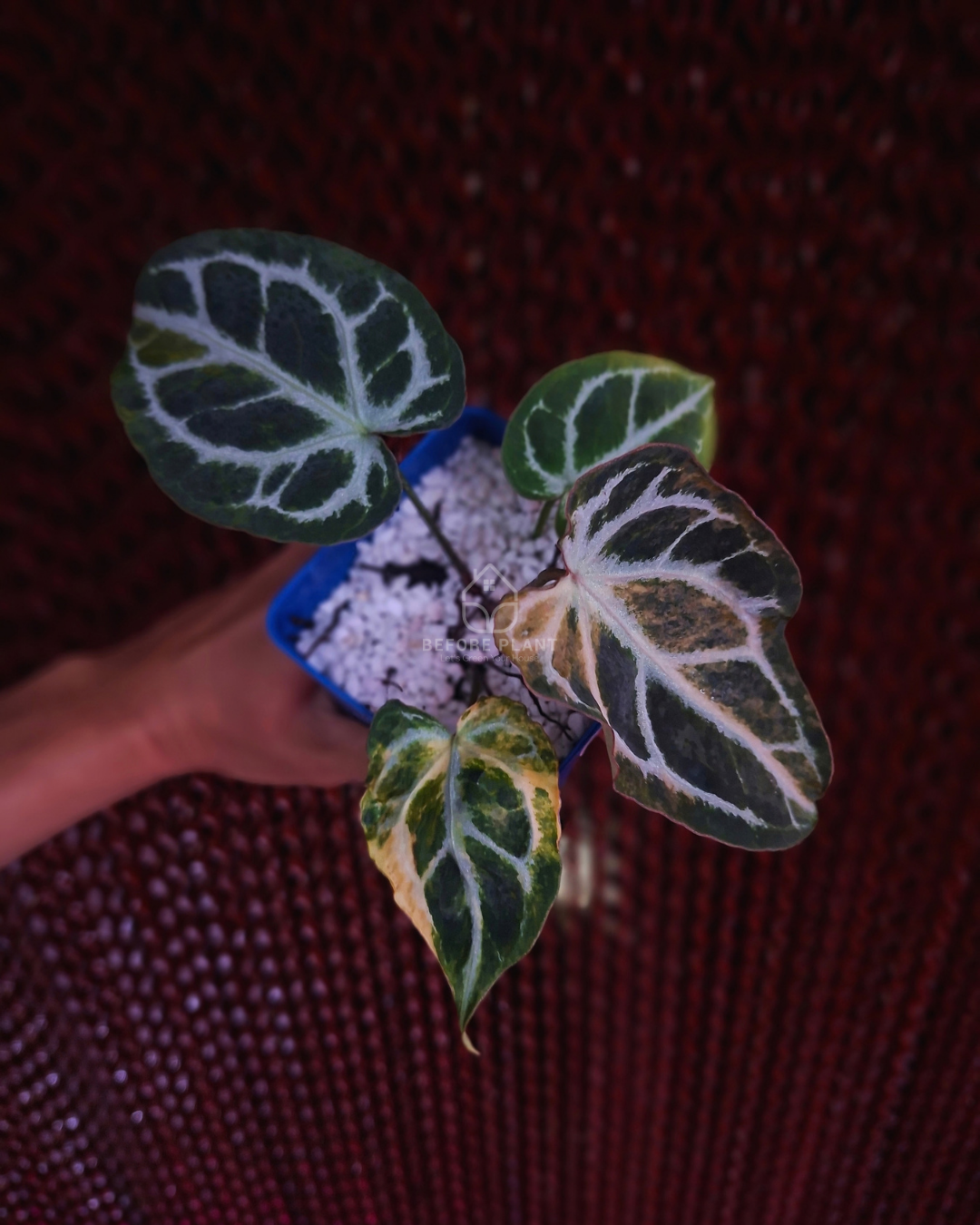Anthurium Magna x Hellboy