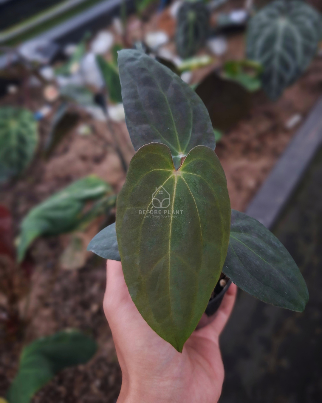 Anthurium Papi Var Subsignatum x Papi Var AOS Tezula