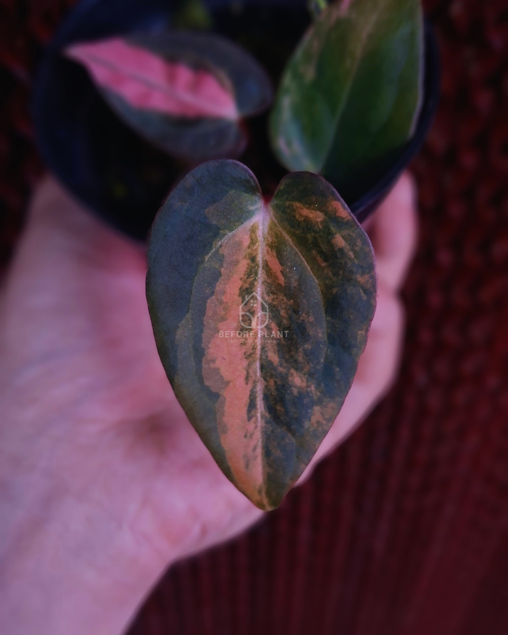 Anthurium Black Venom x RVC Michelle