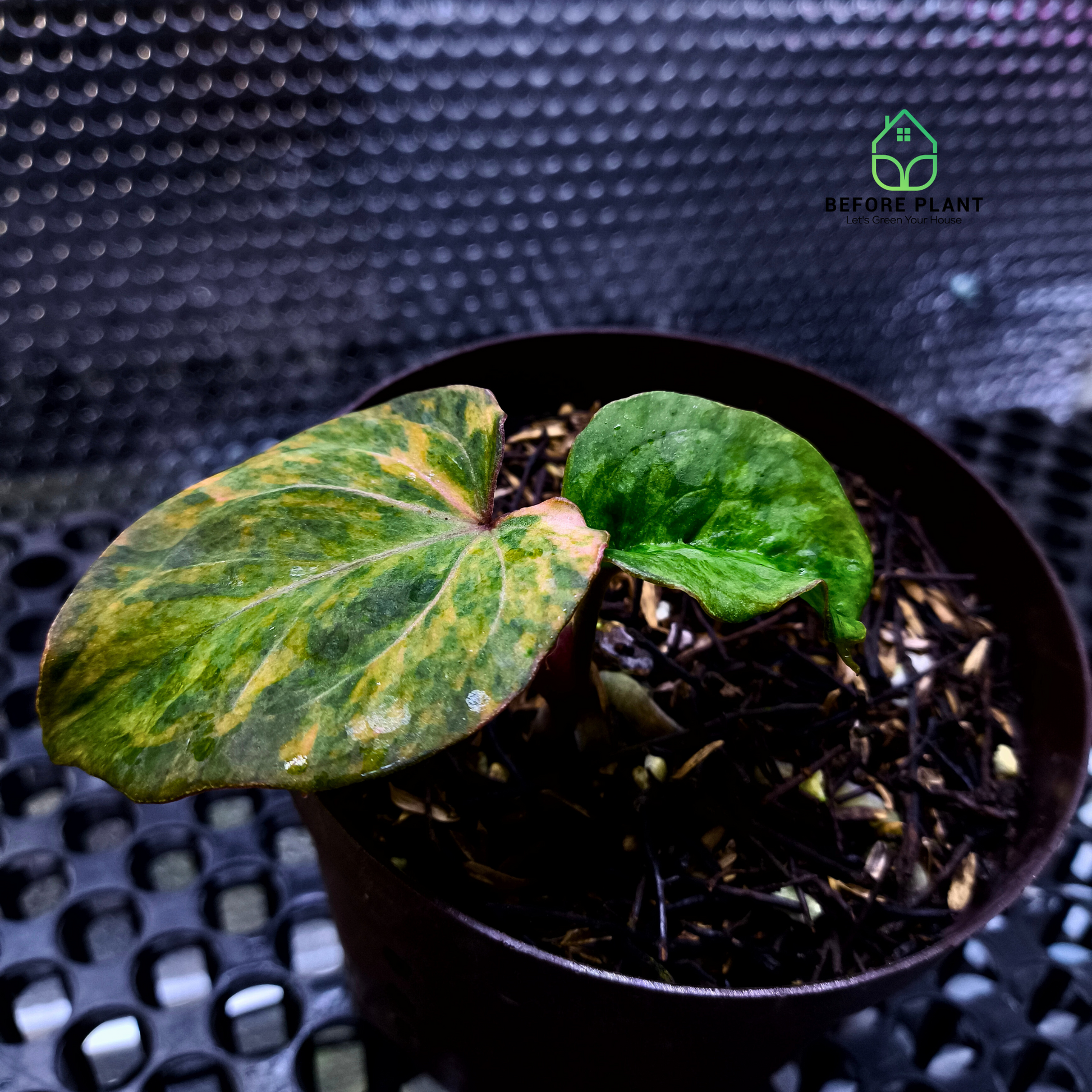 Anthurium King of Spades