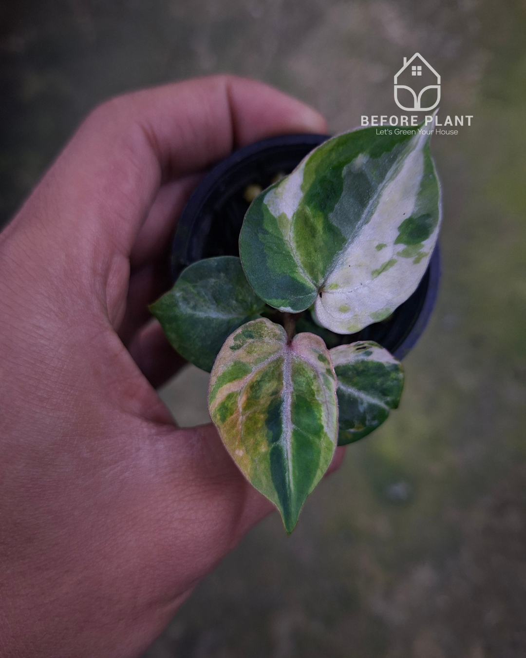 Anthurium Michelle x Silver Blush KOS/HU