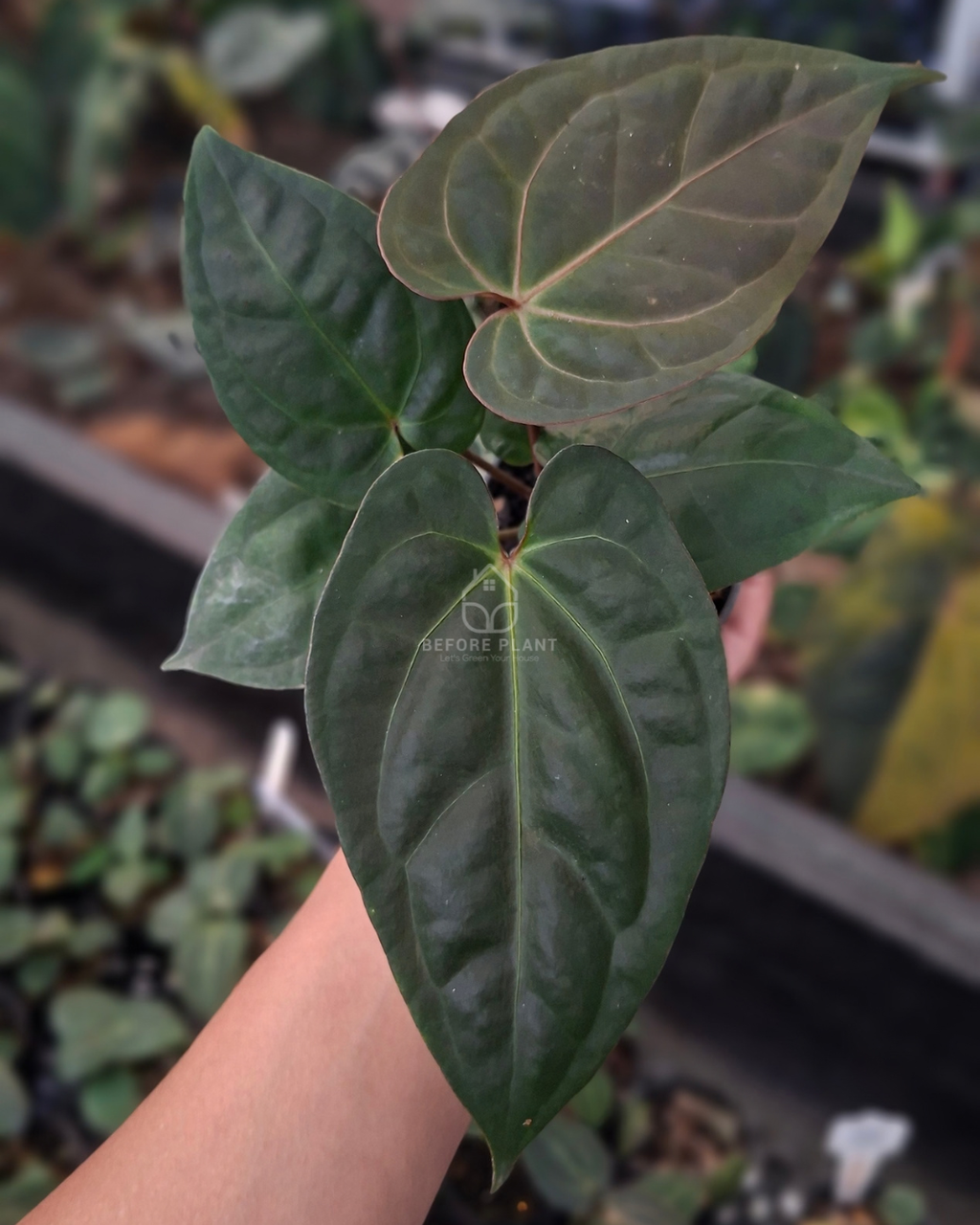 Anthurium Goliath x Michelle Pink