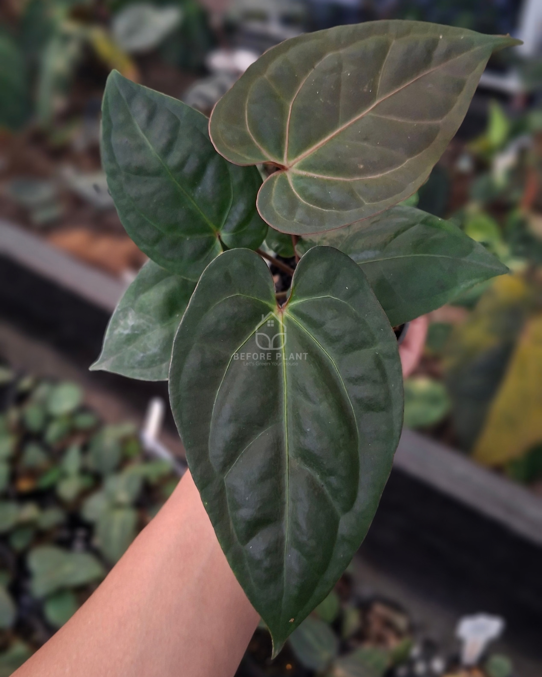 Anthurium Goliath x Michelle Pink