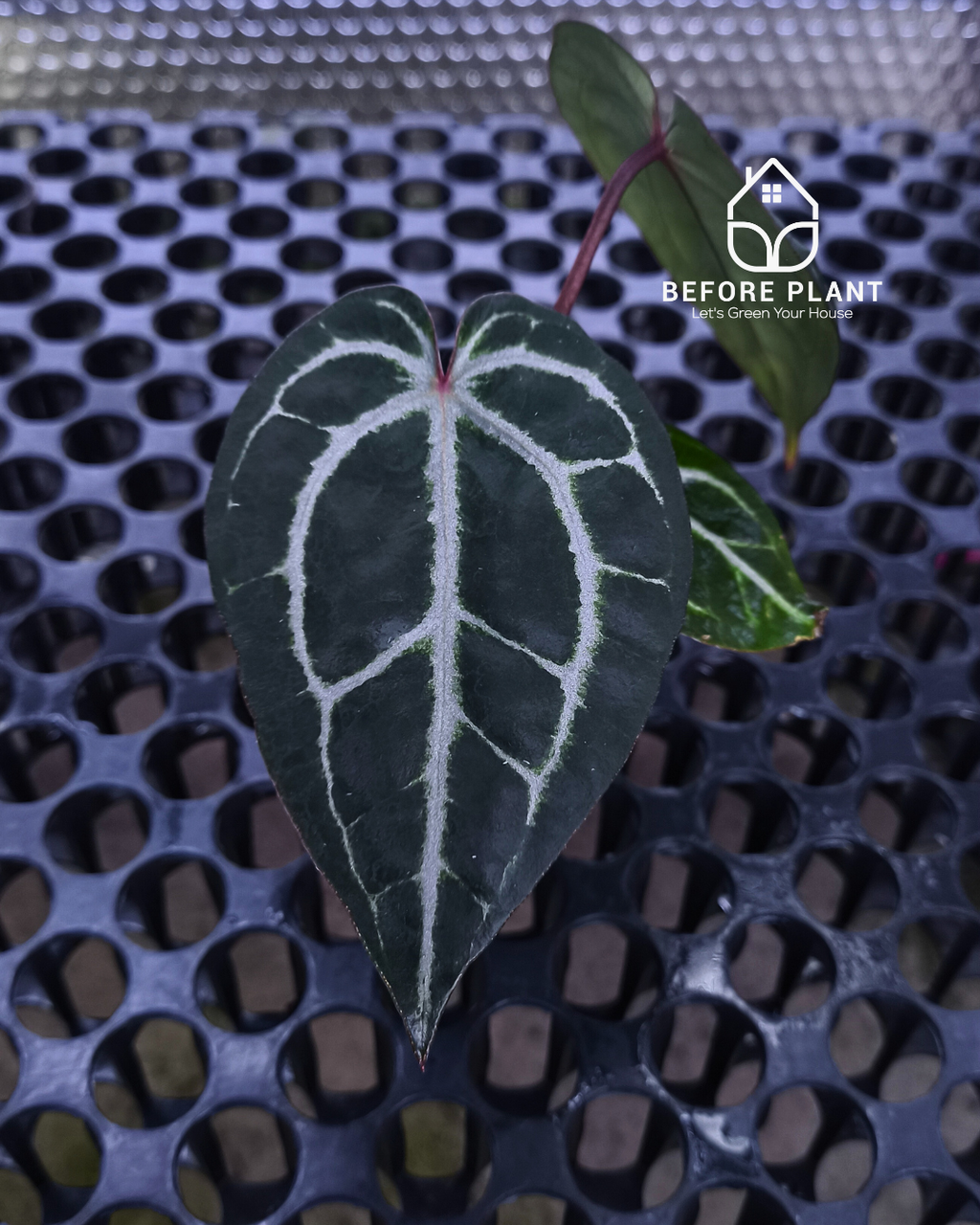 Anthurium Michelle X BVIT ZM RED