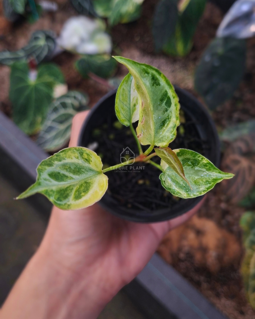 Anthurium Magna x Muchlis RC