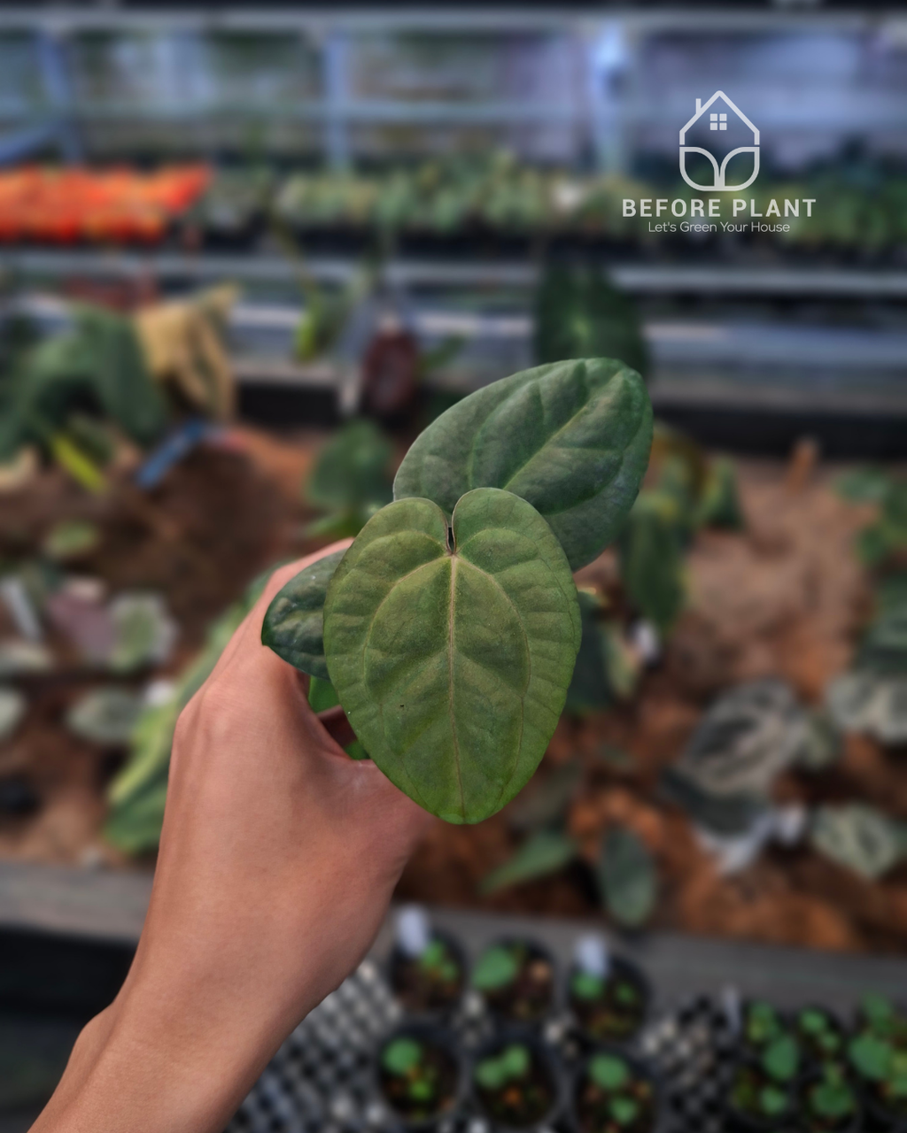 Anthurium Goliath Red Vein Dark Phoenix ( RVDP ) x Self