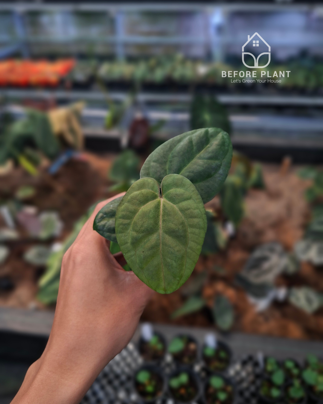 Anthurium Goliath Red Vein Dark Phoenix ( RVDP ) x Self