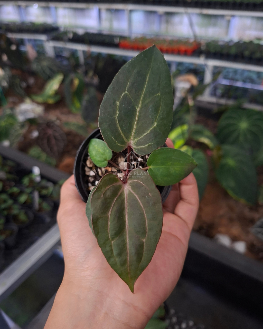Anthurium Blood of Blue x Michelle