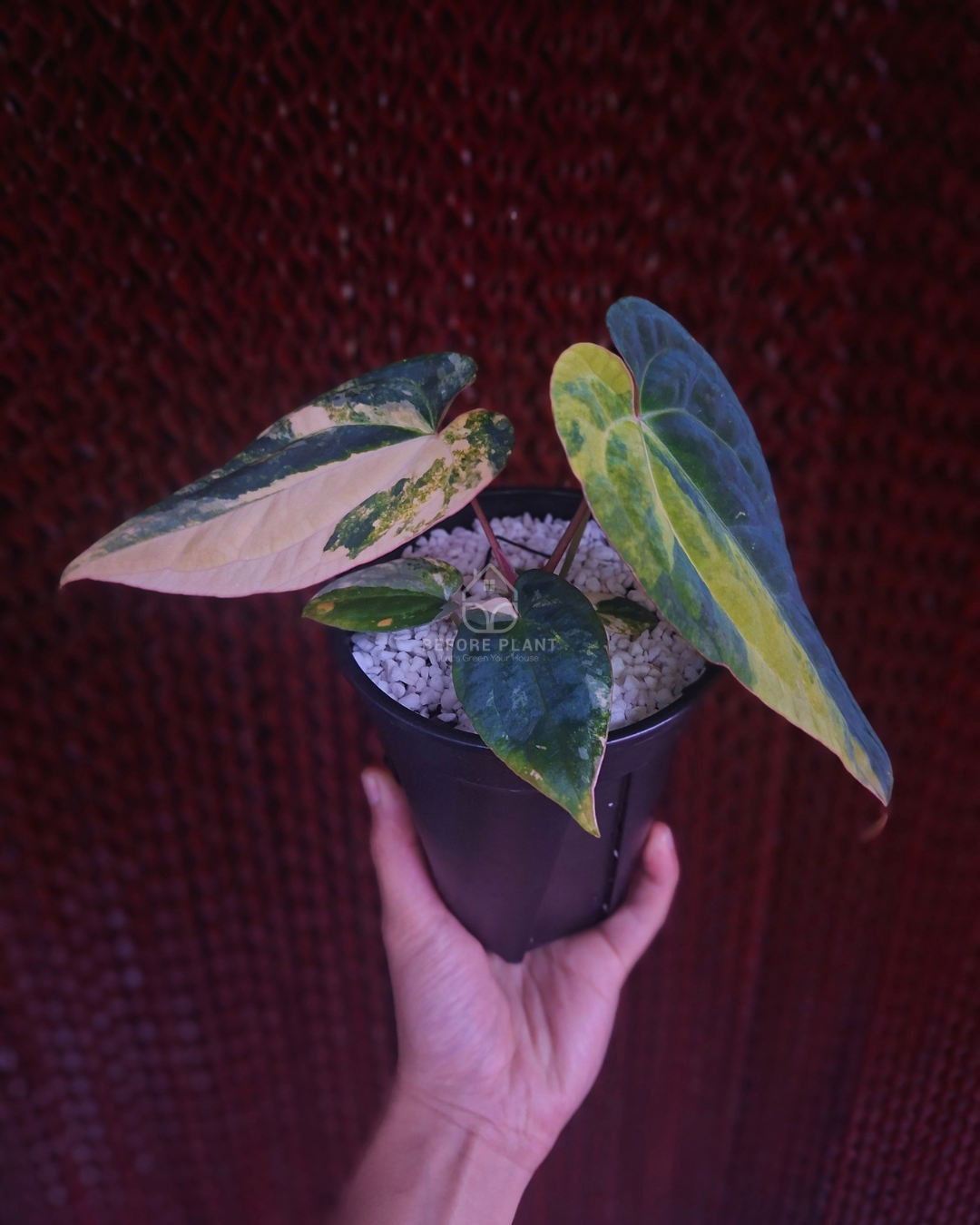 Anthurium Papi Var Magnificum x Night Dragon