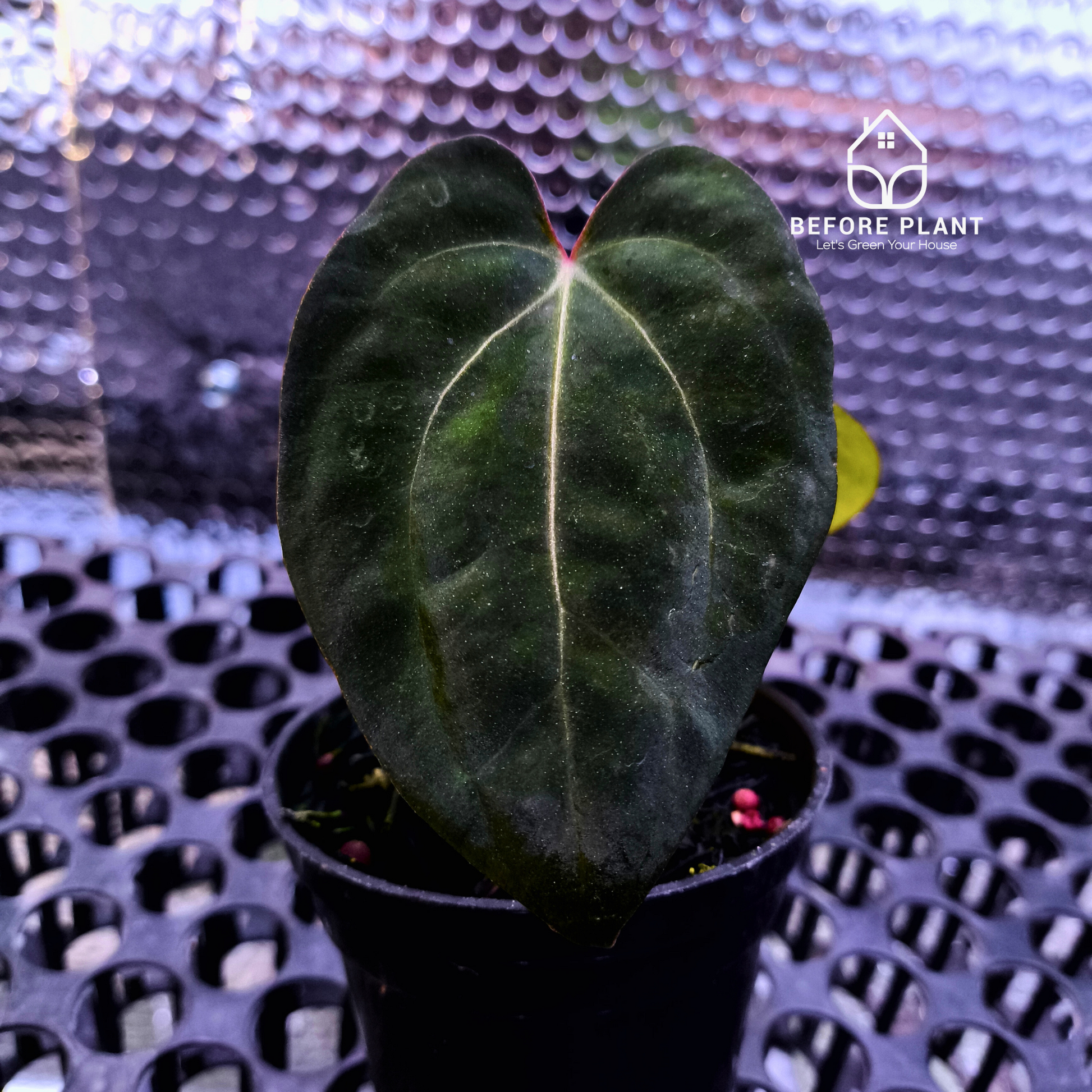 Anthurium Night Queen X Red Crystallinum