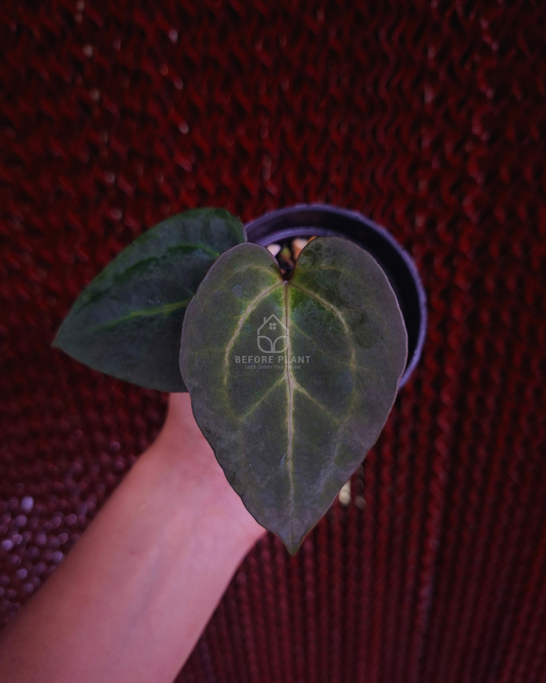 Anthurium FortSherman Mint x Papi Var AOS Tezula
