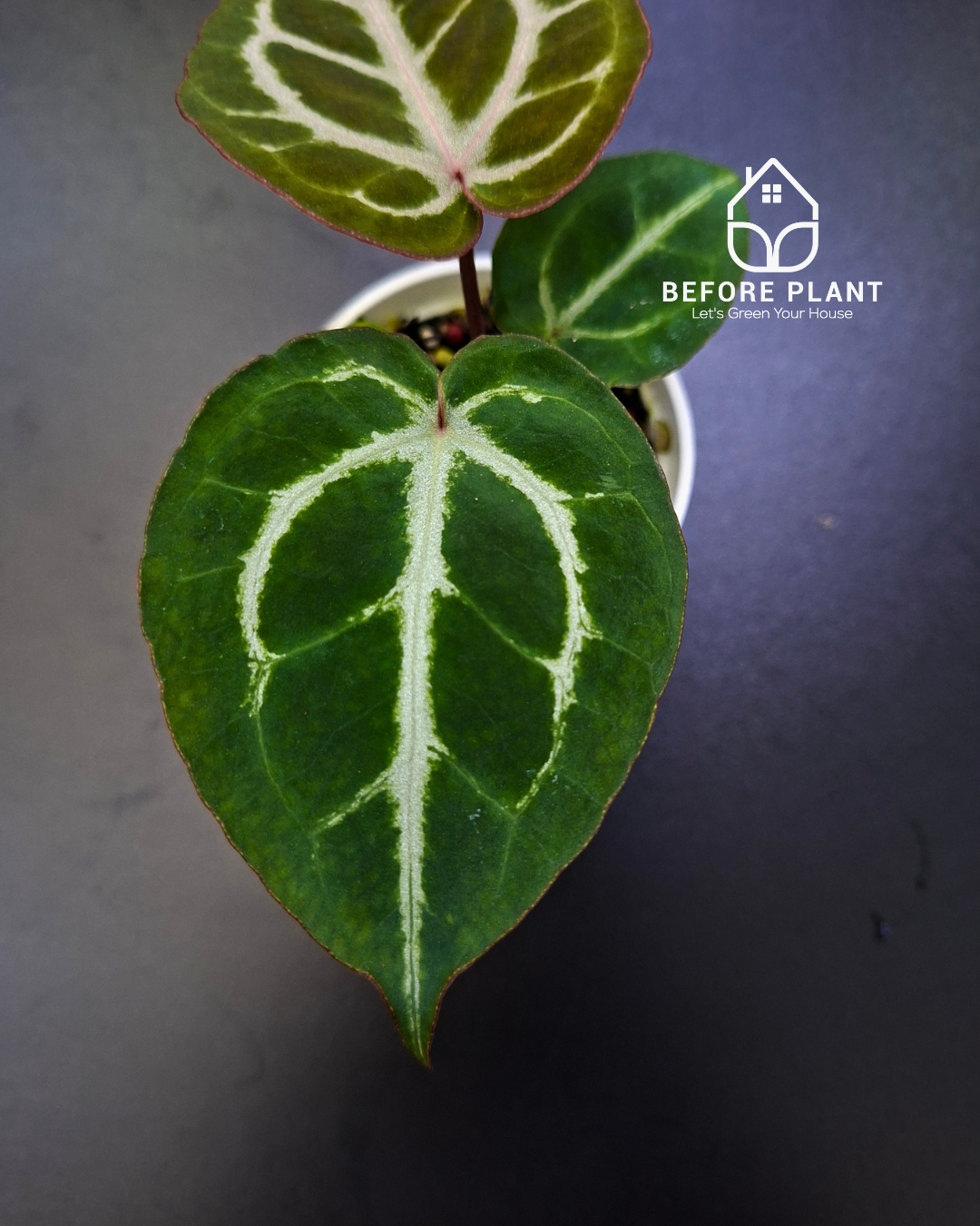 Anthurium Michelle X ( Silver Blush x (King of spades x Red Crystal) )