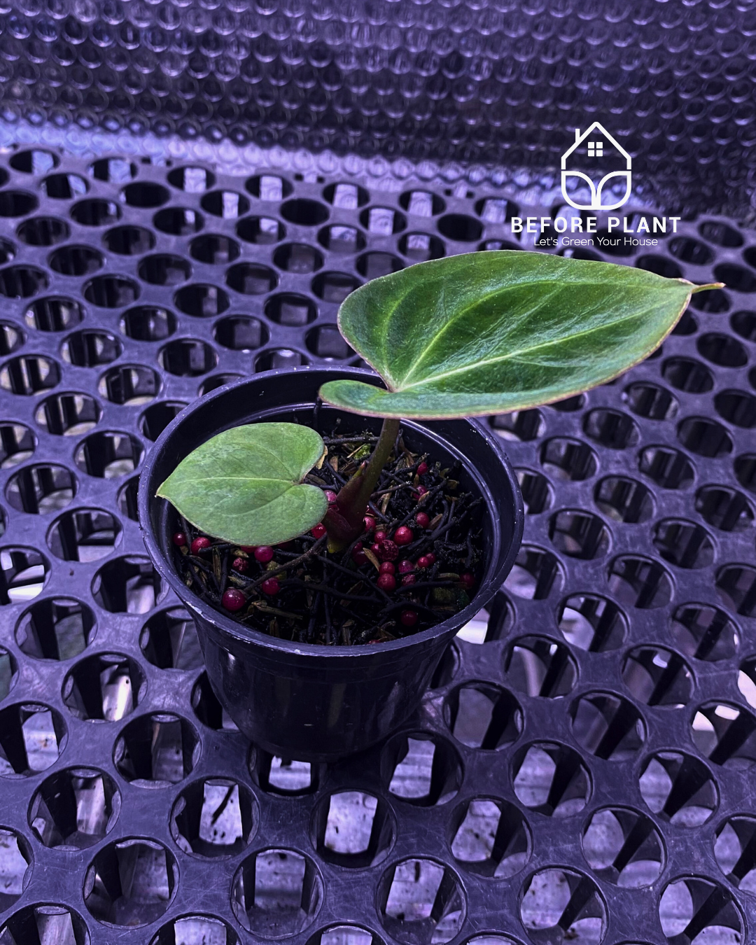 Anthurium King of Spades (HU) Seedling