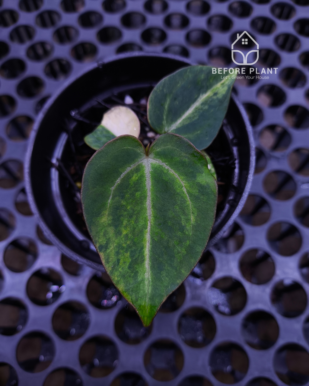Anthurium Black Venom x RVC Michelle