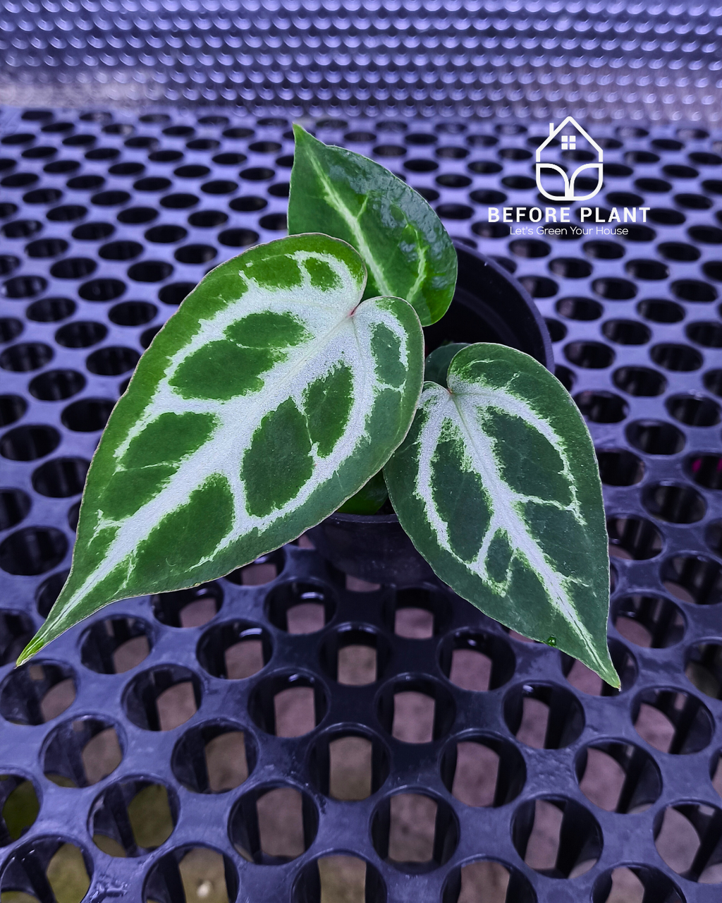 Anthurium Fort Sherman x Michelle Pink