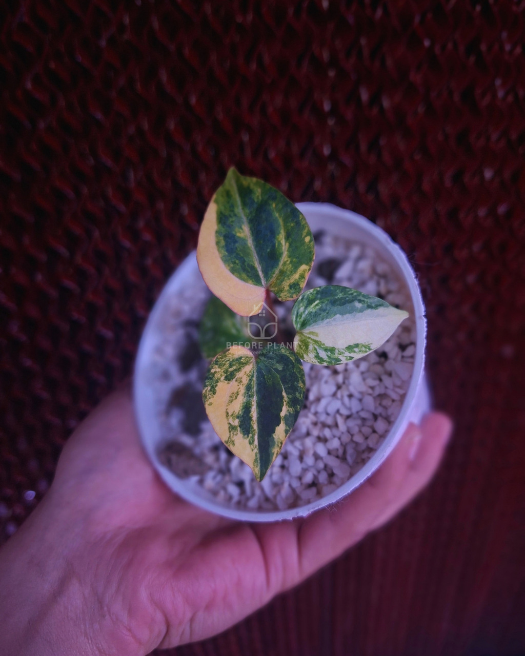 Anthurium Black Venom x RVC Michelle ( Variegated Form )