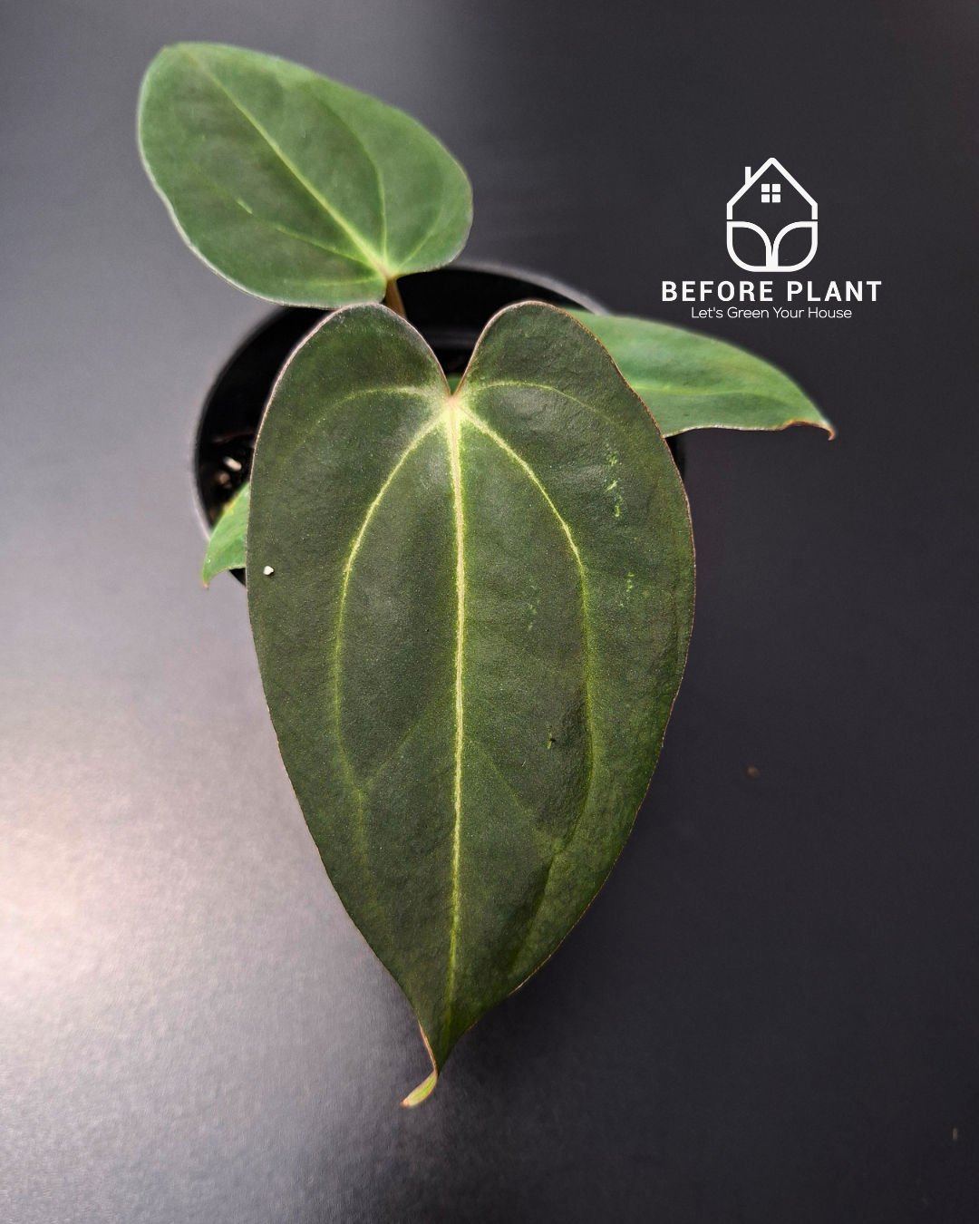 Anthurium Carla x Carla