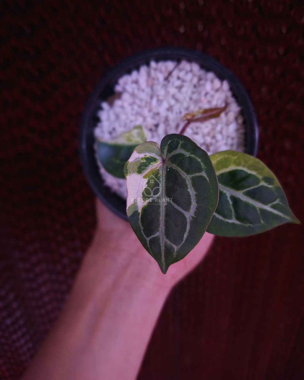 Anthurium Silver Blush KOS x Michelle