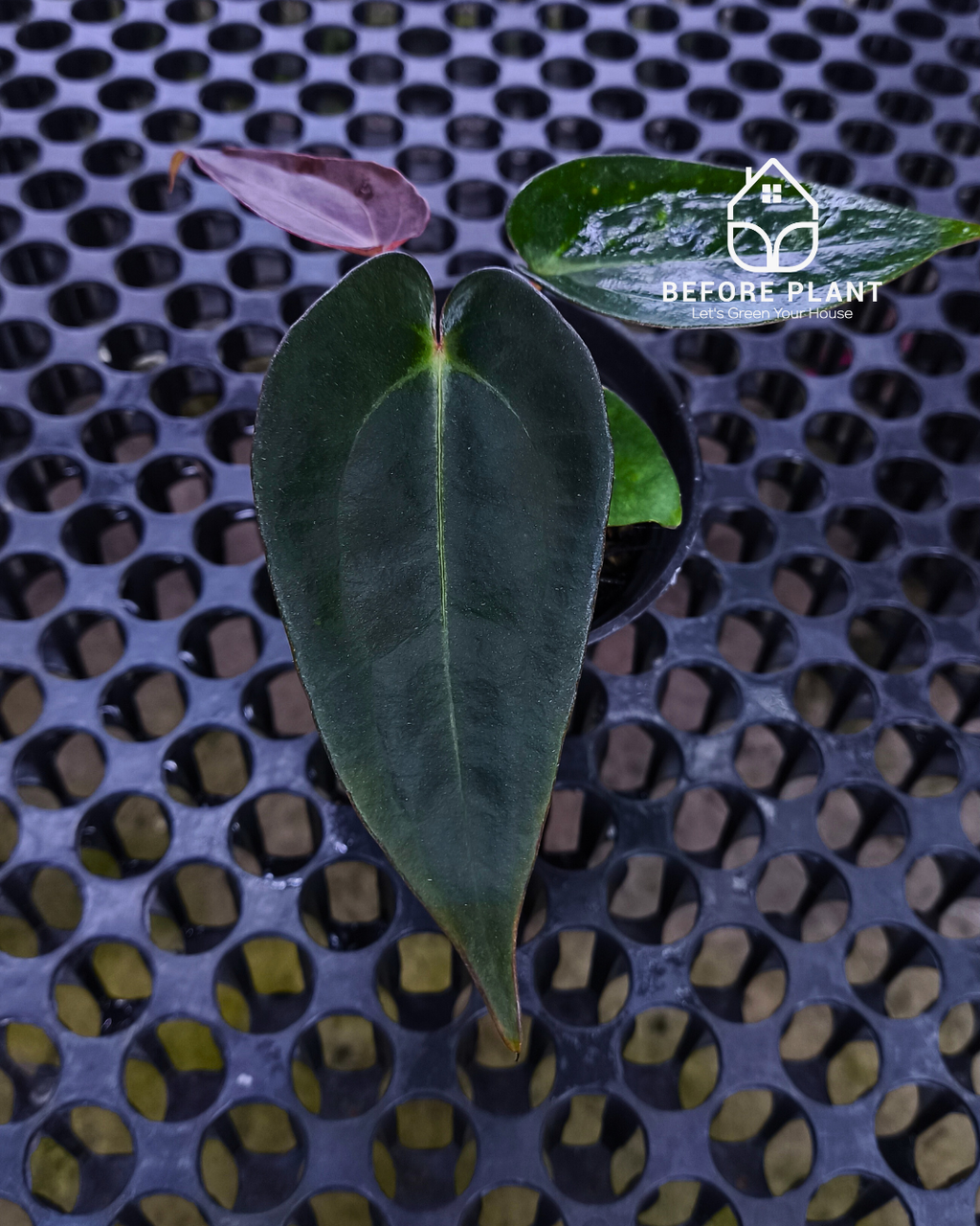 Anthurium Dark Handsome X Black Muscle