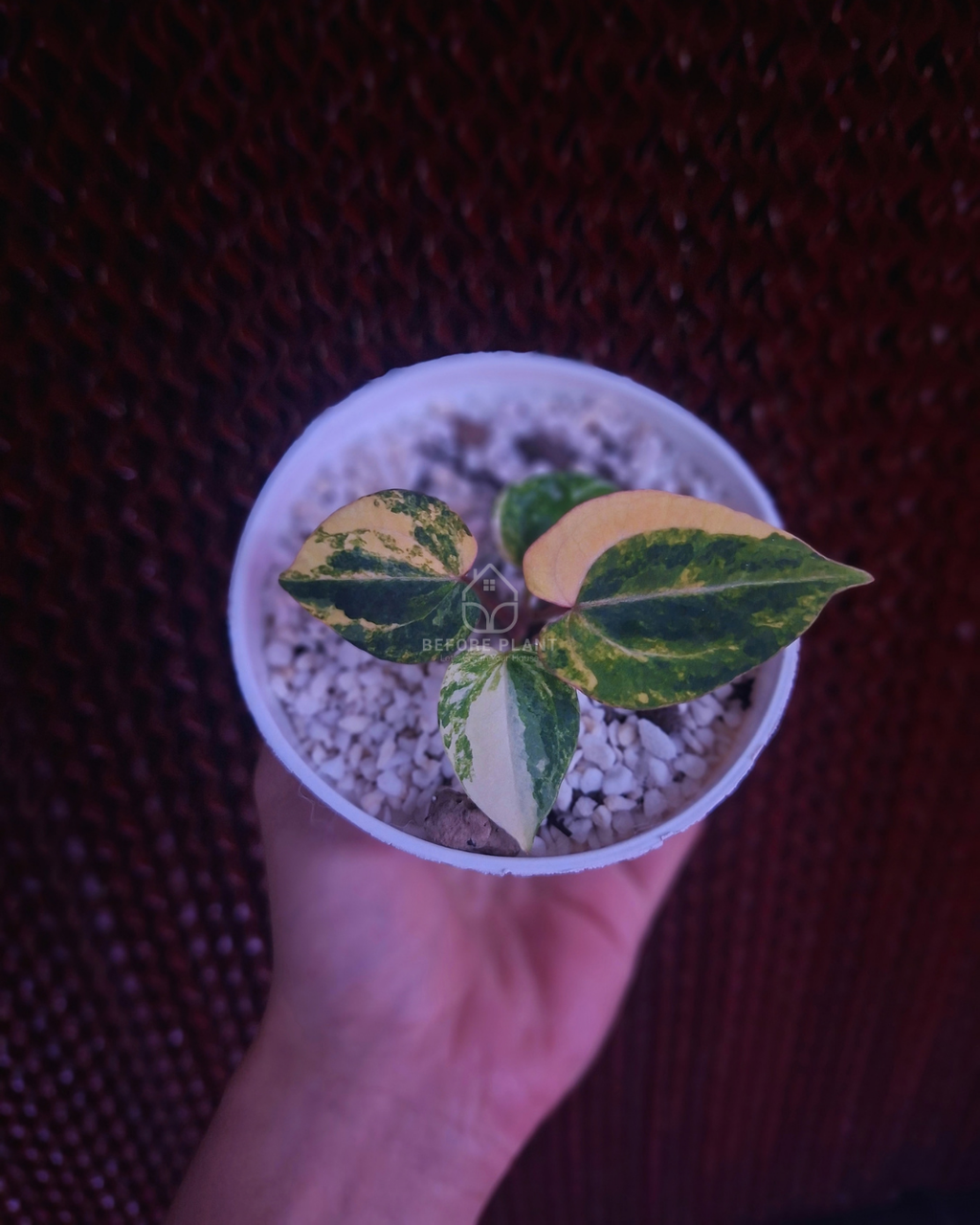 Anthurium Black Venom x RVC Michelle ( Variegated Form )