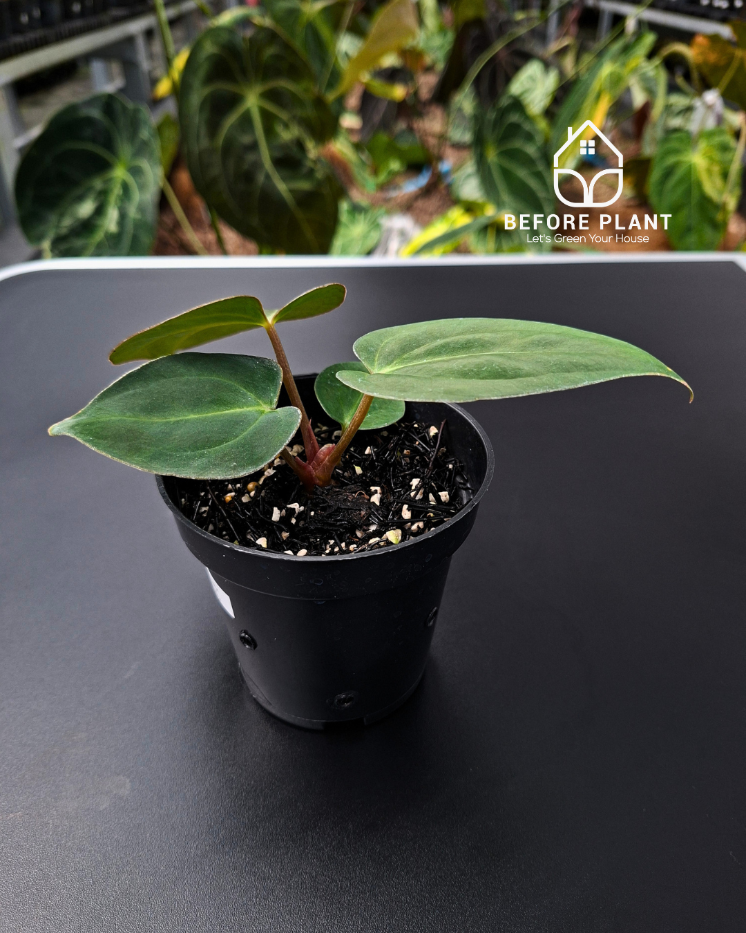 Anthurium Carla x Carla