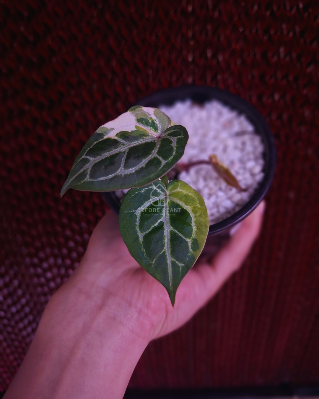 Anthurium Silver Blush KOS x Michelle