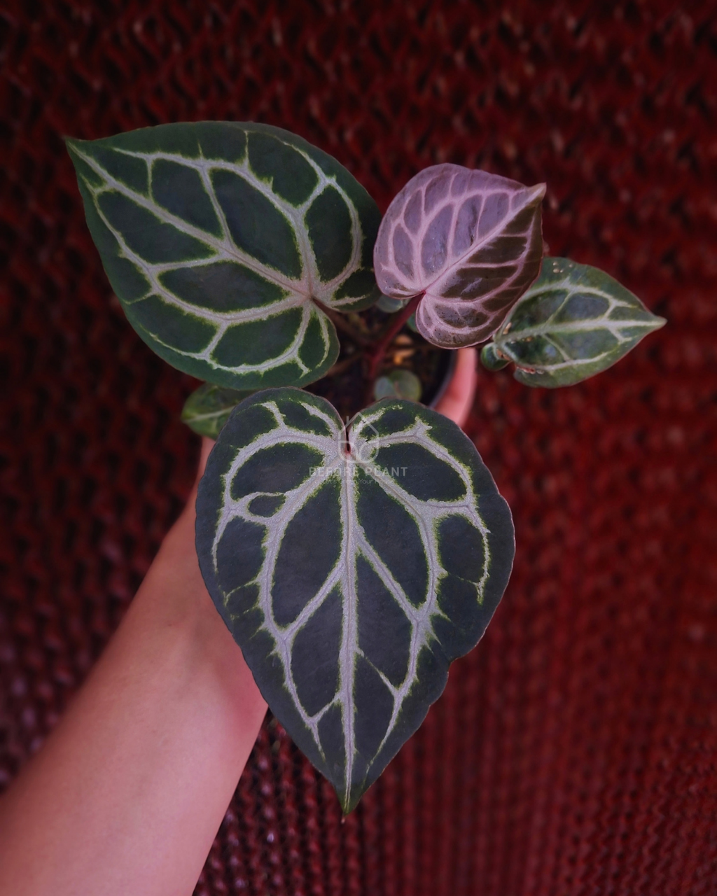 Anthurium Michelle x Silver Blush KOS ( Standard Form )