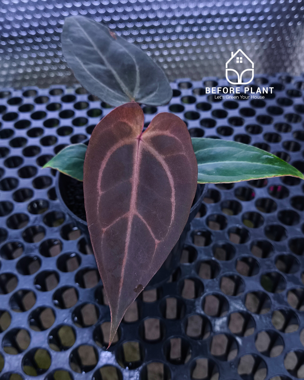 Anthurium Dark Handsome X Black Muscle