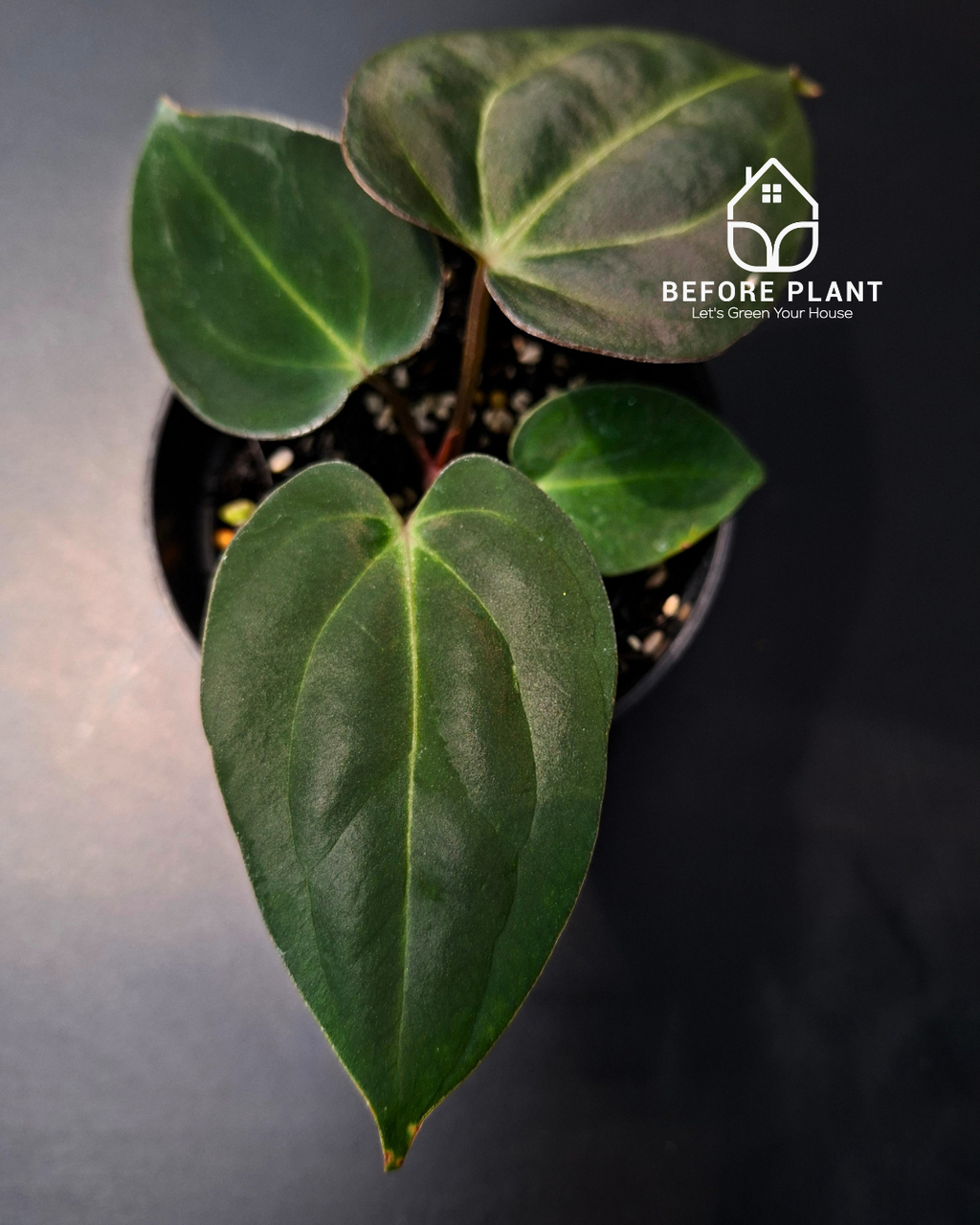 Anthurium Carla x Carla