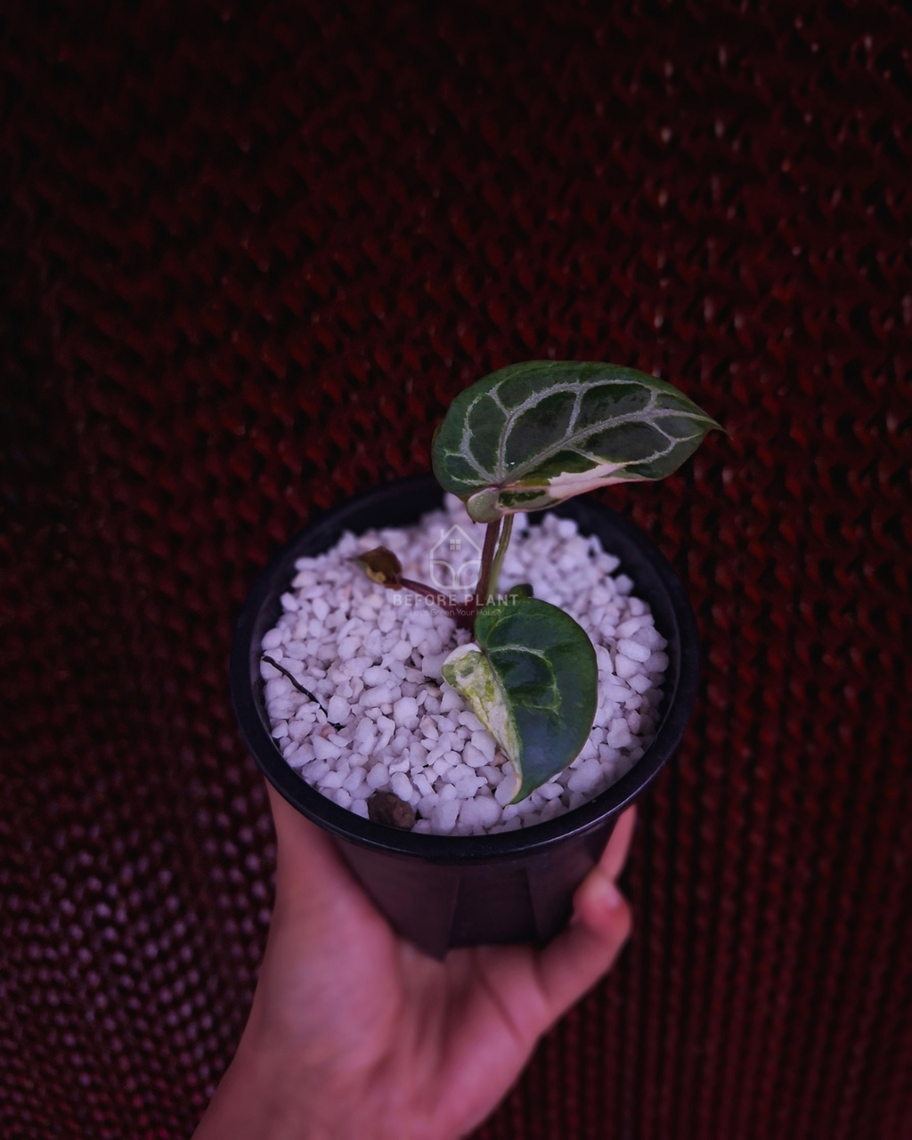 Anthurium Silver Blush KOS x Michelle