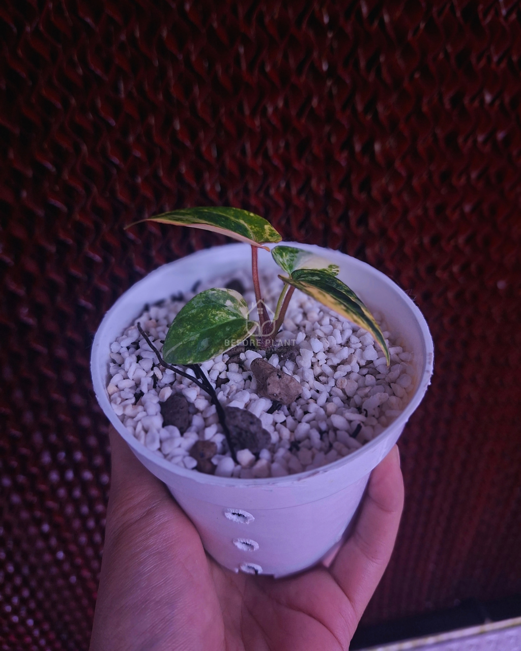 Anthurium Black Venom x RVC Michelle ( Variegated Form )