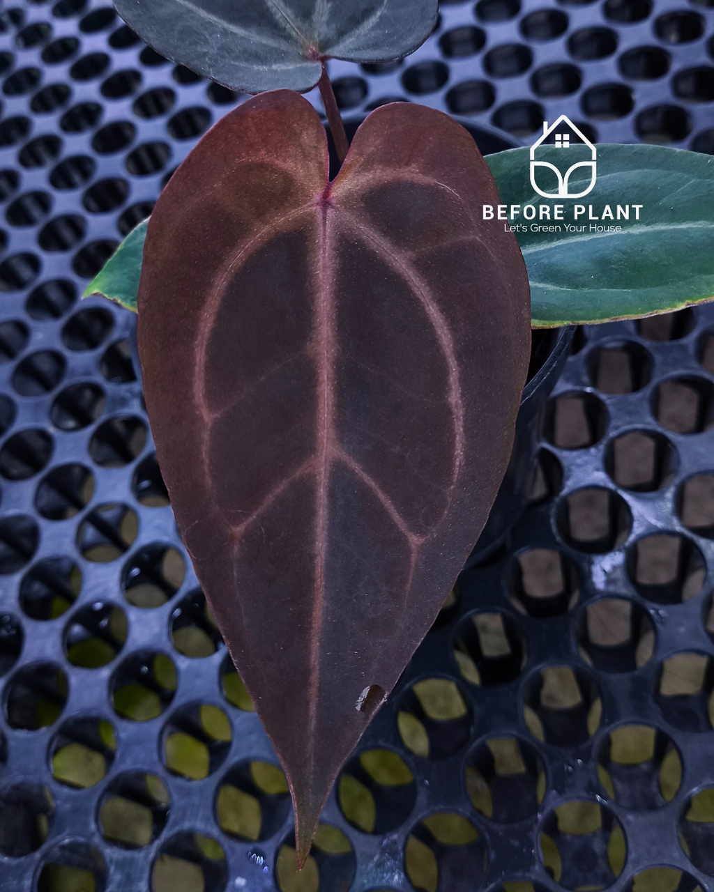 Anthurium Dark Handsome X Black Muscle