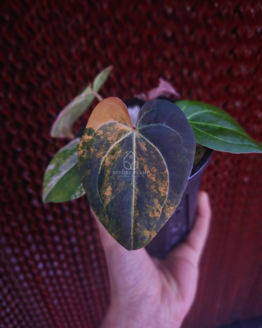 Anthurium Black Venom x RVC Michelle ( Variegated Form )